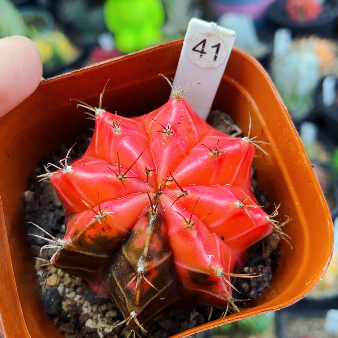 非偏远地区满25包邮仙人球