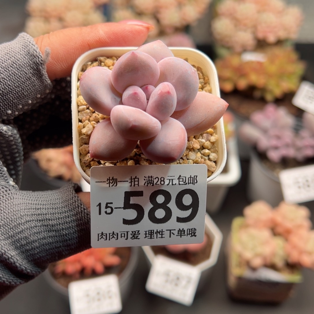 香水奶多肉多肉多肉多肉多肉