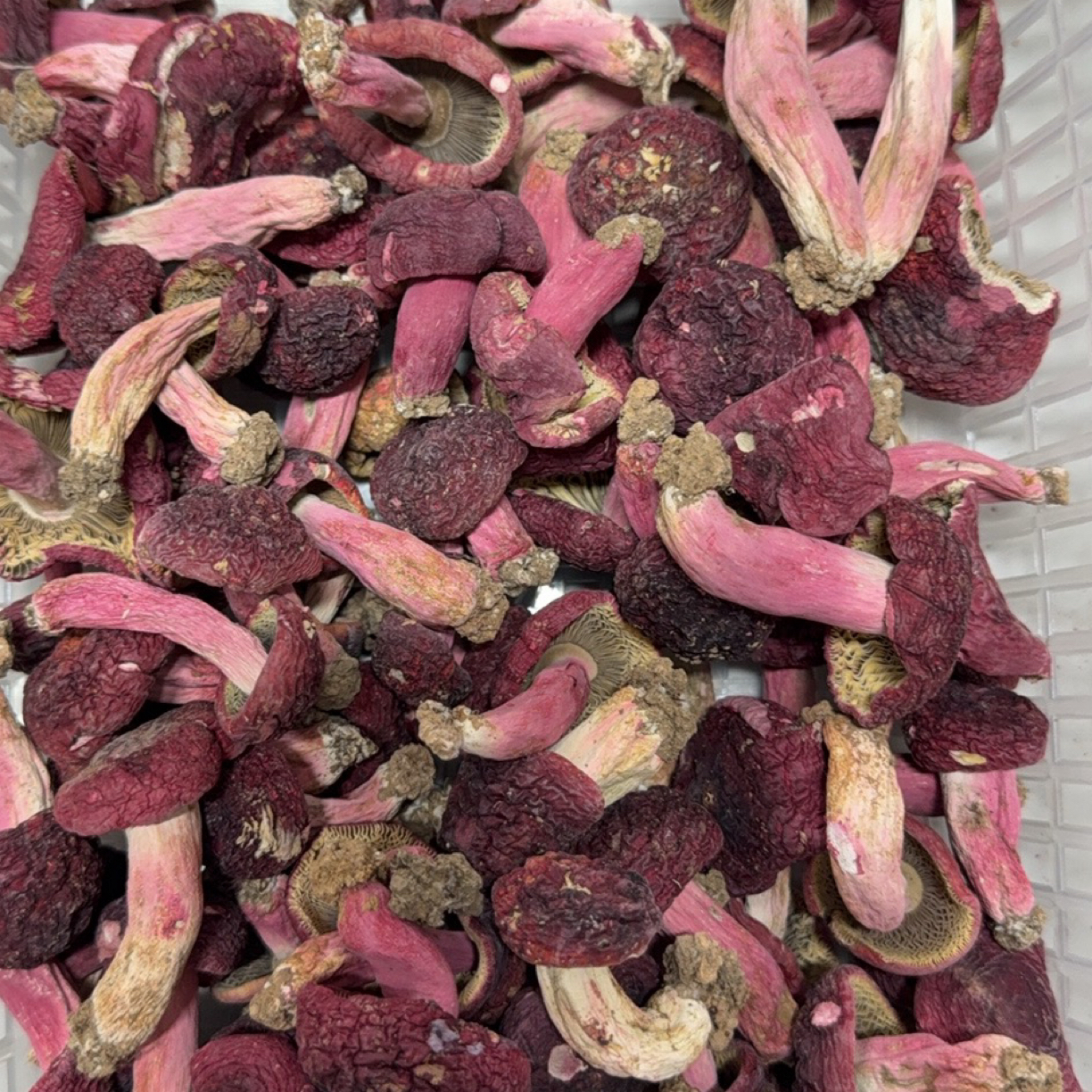 红菇 菇脚带泥 本地红菇