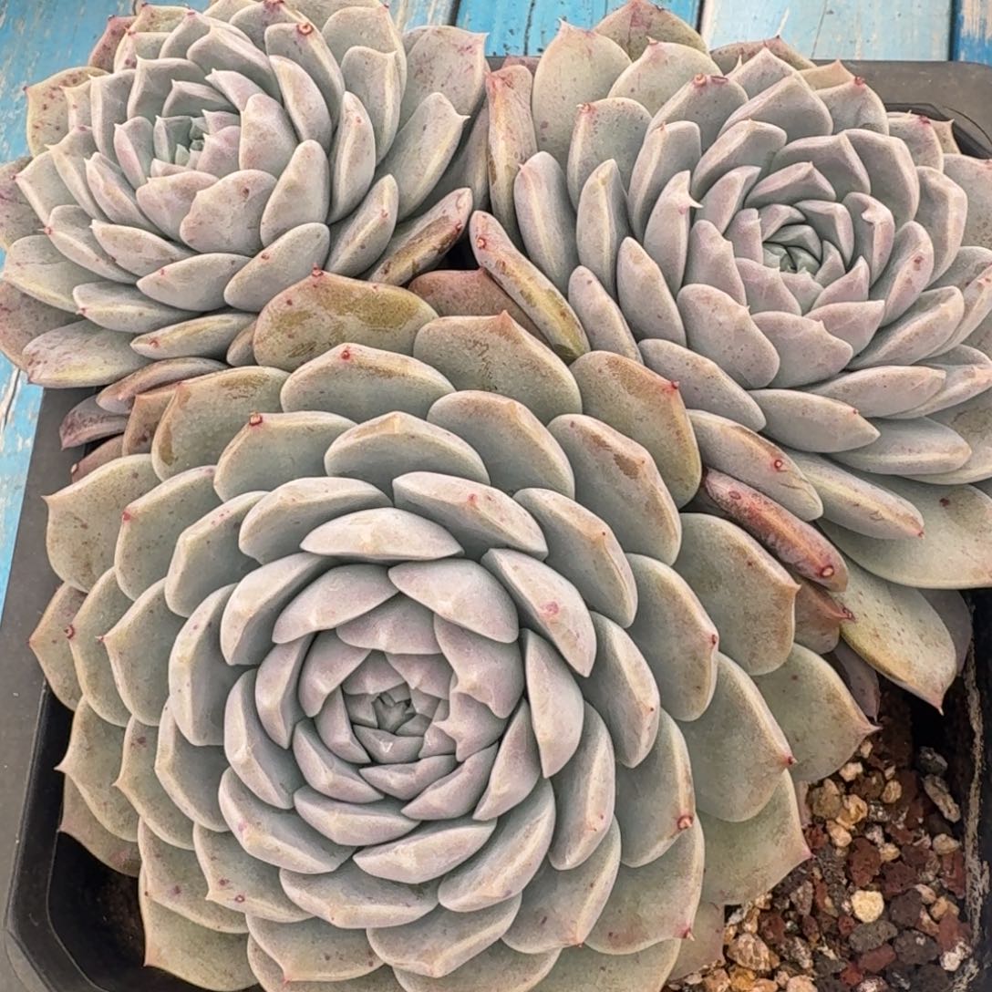 2306白杂凡艺多肉