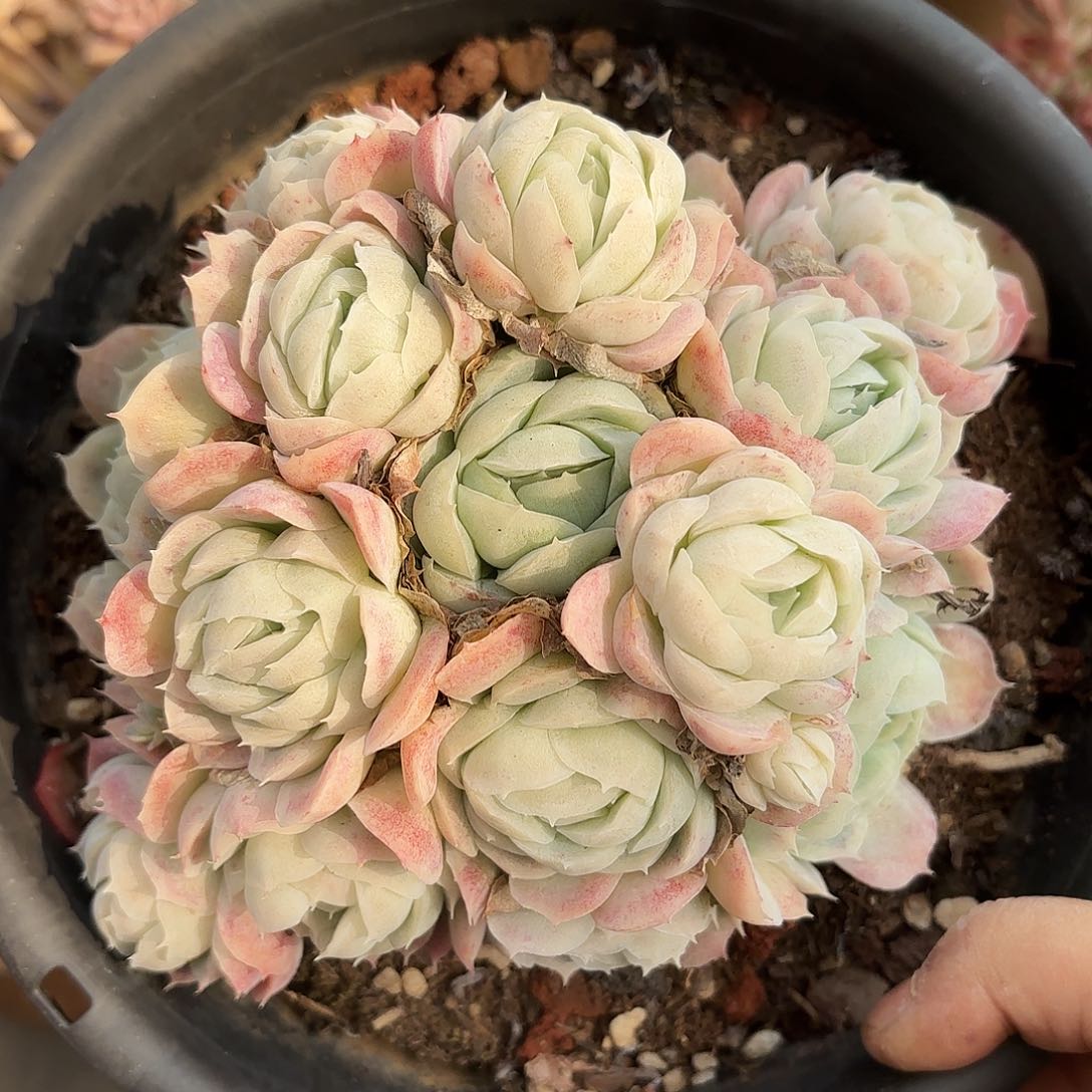 同温层多肉西娜259