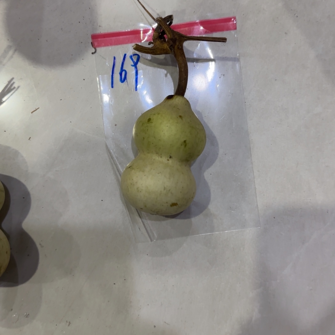 *****青皮不包成，，，，，，，，，，