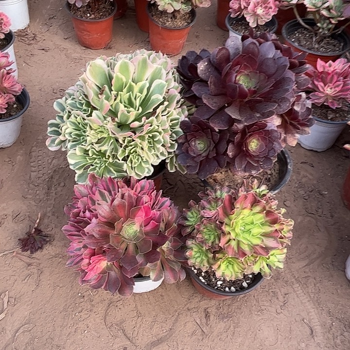 229多肉植物组合，