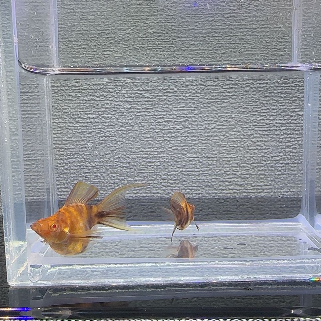 黑玛丽鱼可可大理石