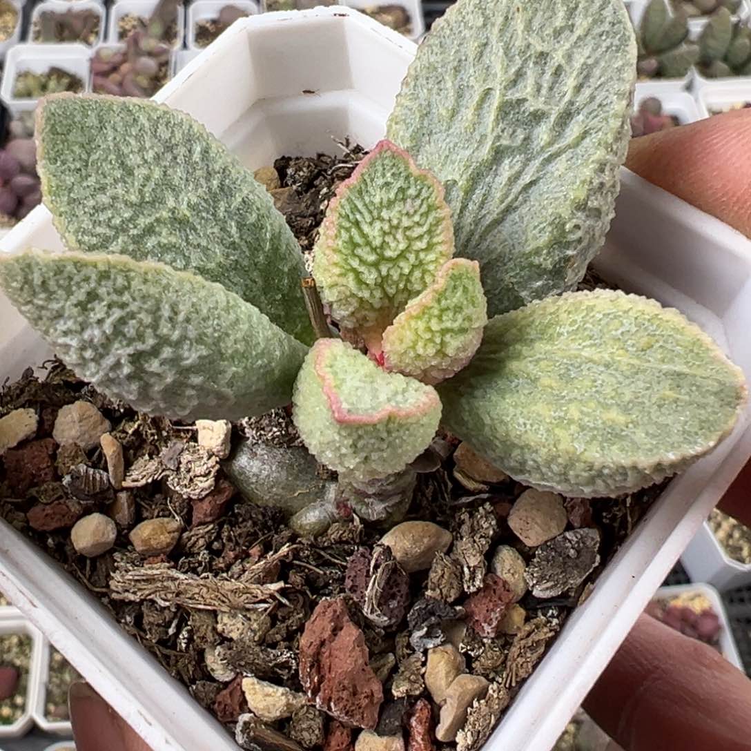 绿猪肝老桩多肉植物水泡