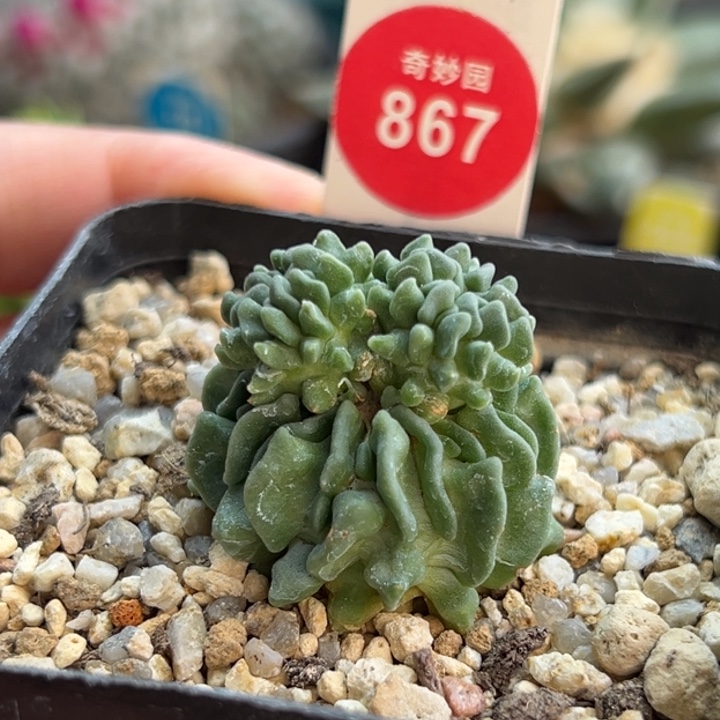 自根无刺蝌蚪球群一棵仙人球