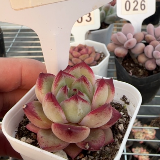 67比翼鸟一物一拍多肉