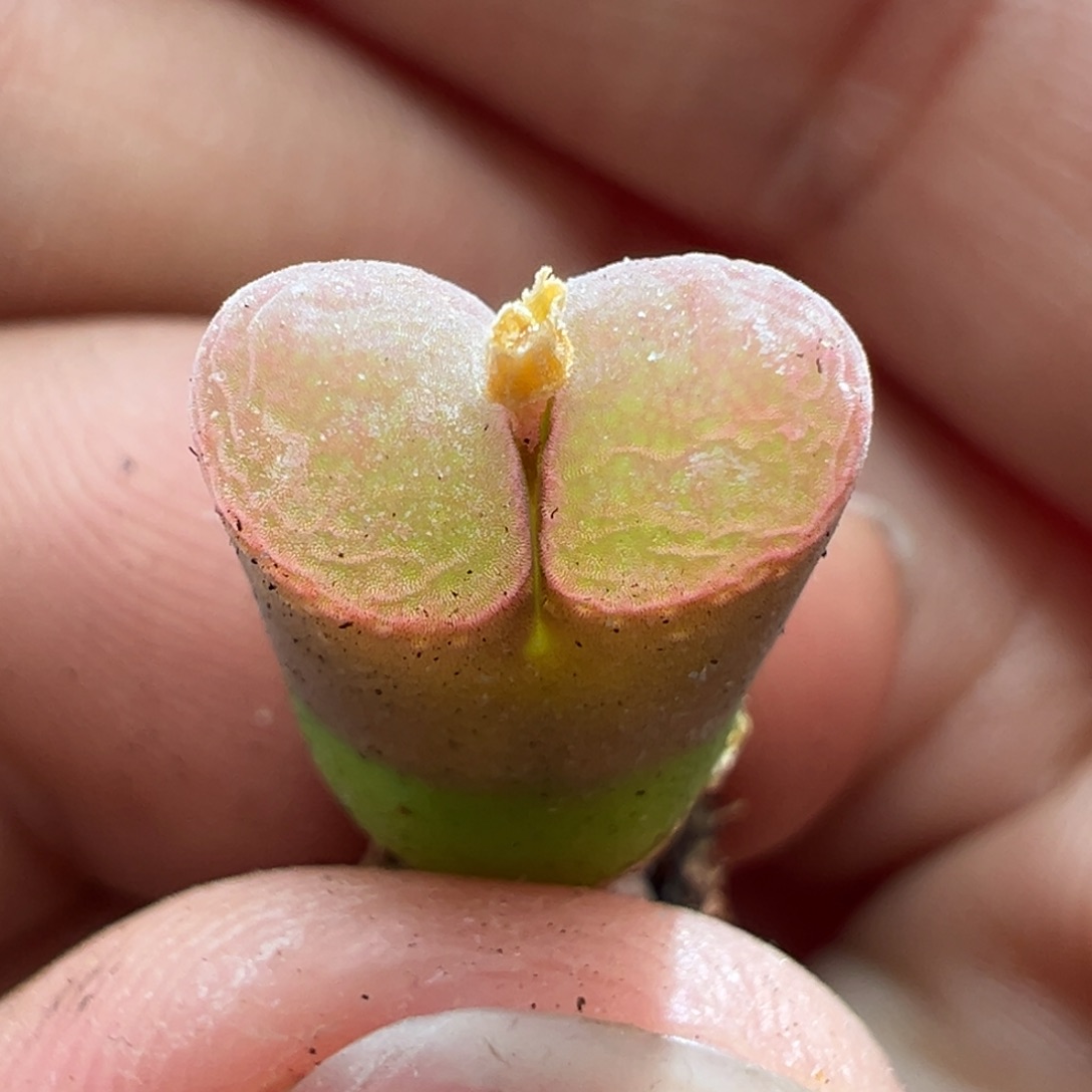 469。新品1804,2四年母本