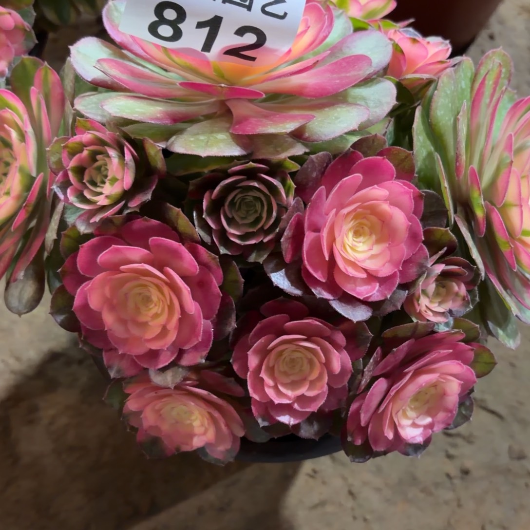 香***香荔枝福利812肉肉肉福利