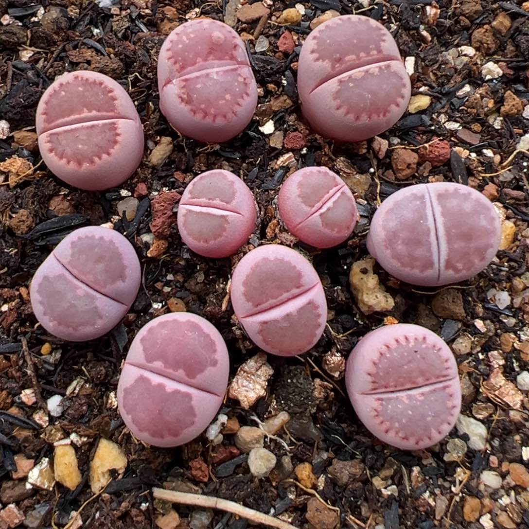 1.13好看的多肉733