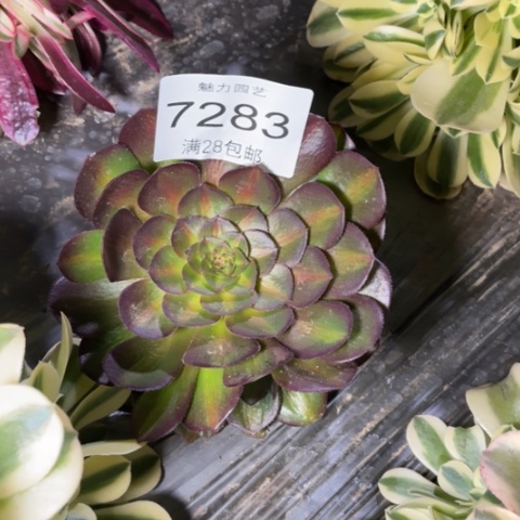 创****控万拉丝多肉多肉7283