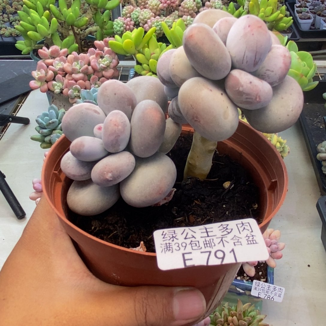 791大叶奶多肉8cm