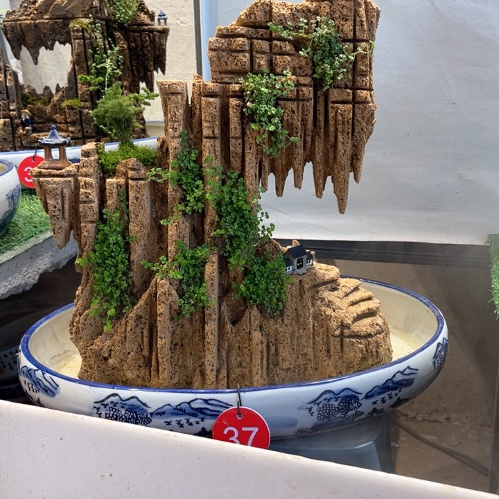 当前无花朵，栽培后可花朵无*谓