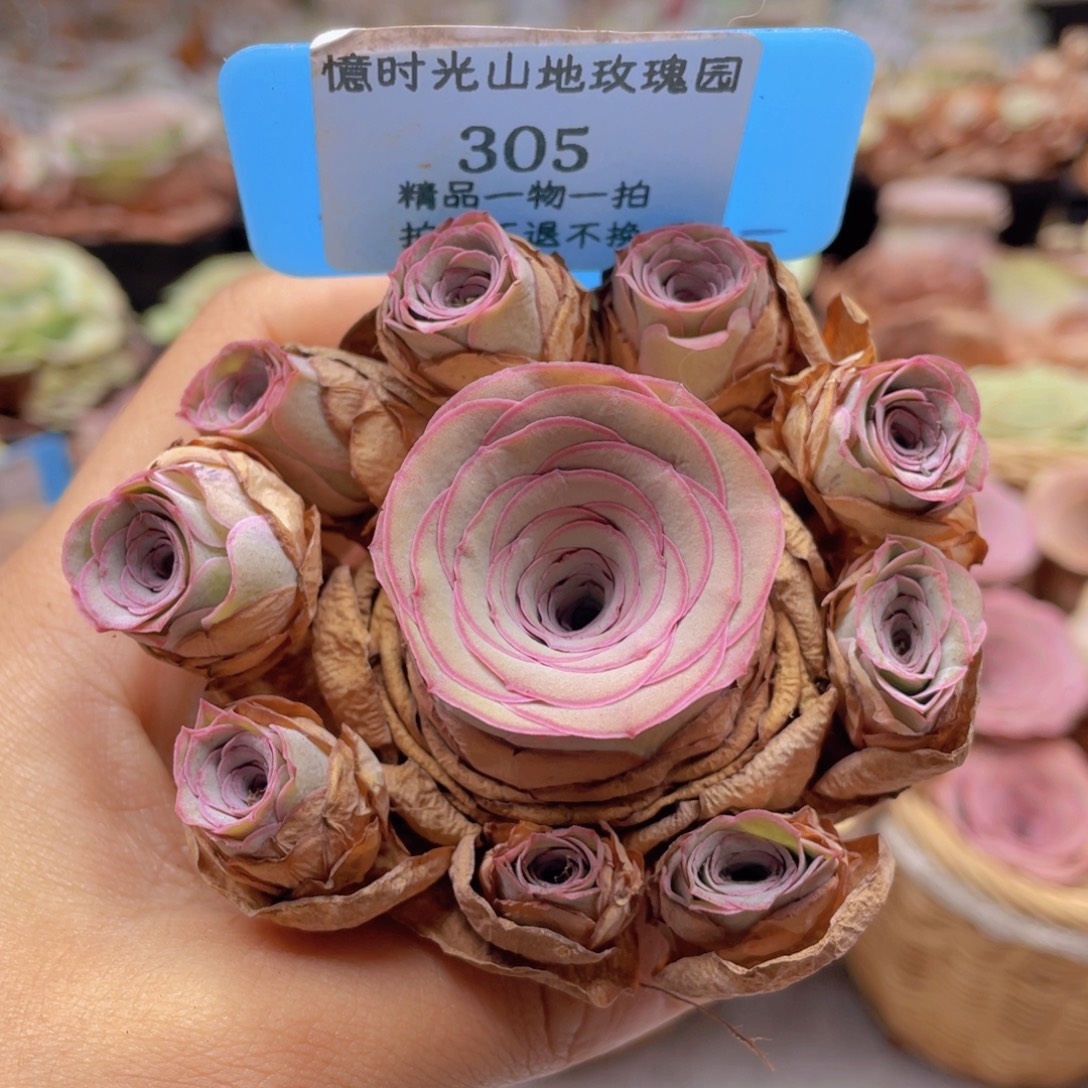小***动山地玫瑰305裸根发货不售后