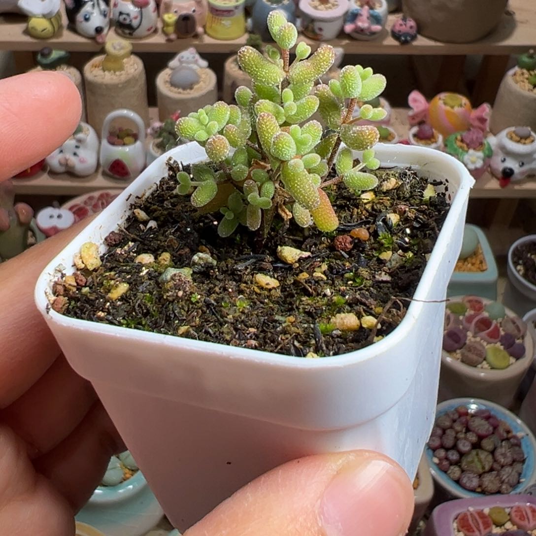 多肉植物10号糖豆米