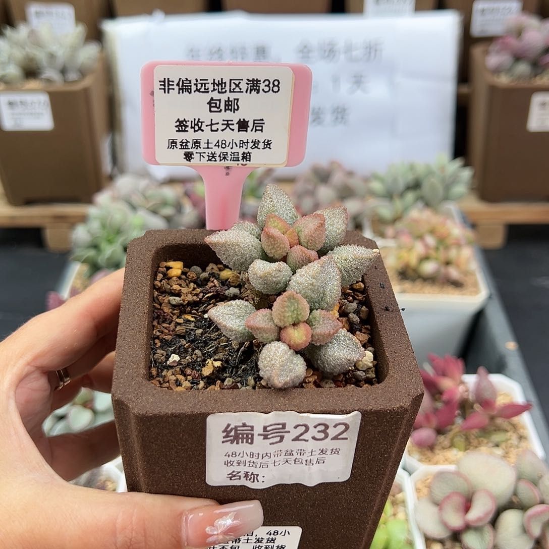 老*232暗恋多肉植物