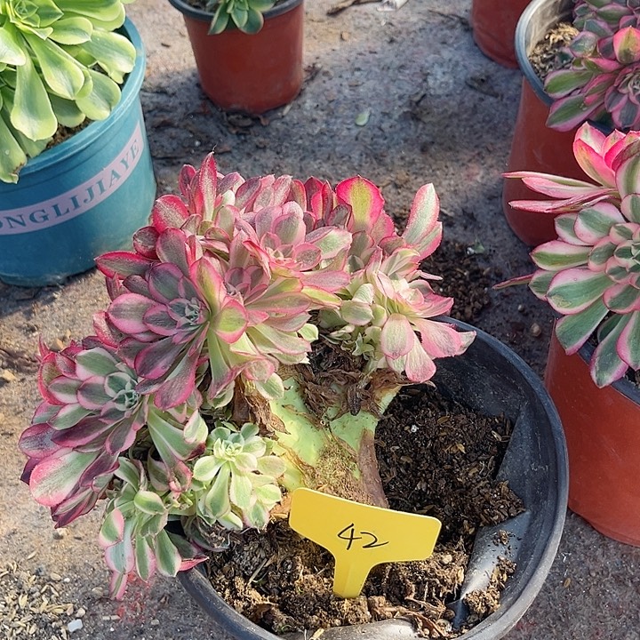 42一颗倾城朵朵坠法师