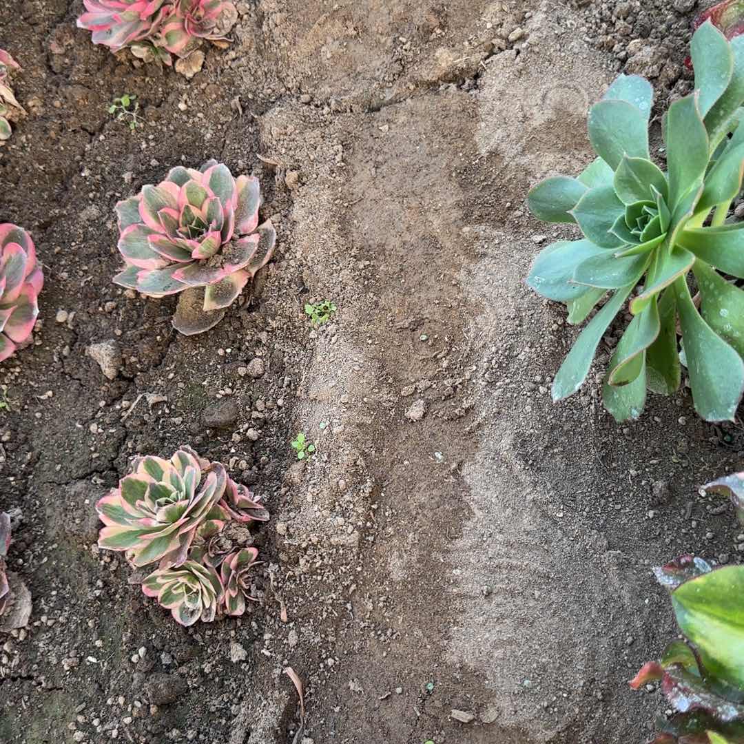 开***兔香炉盘多头两颗多头