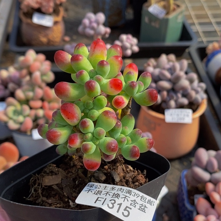 乙女心315多肉植物