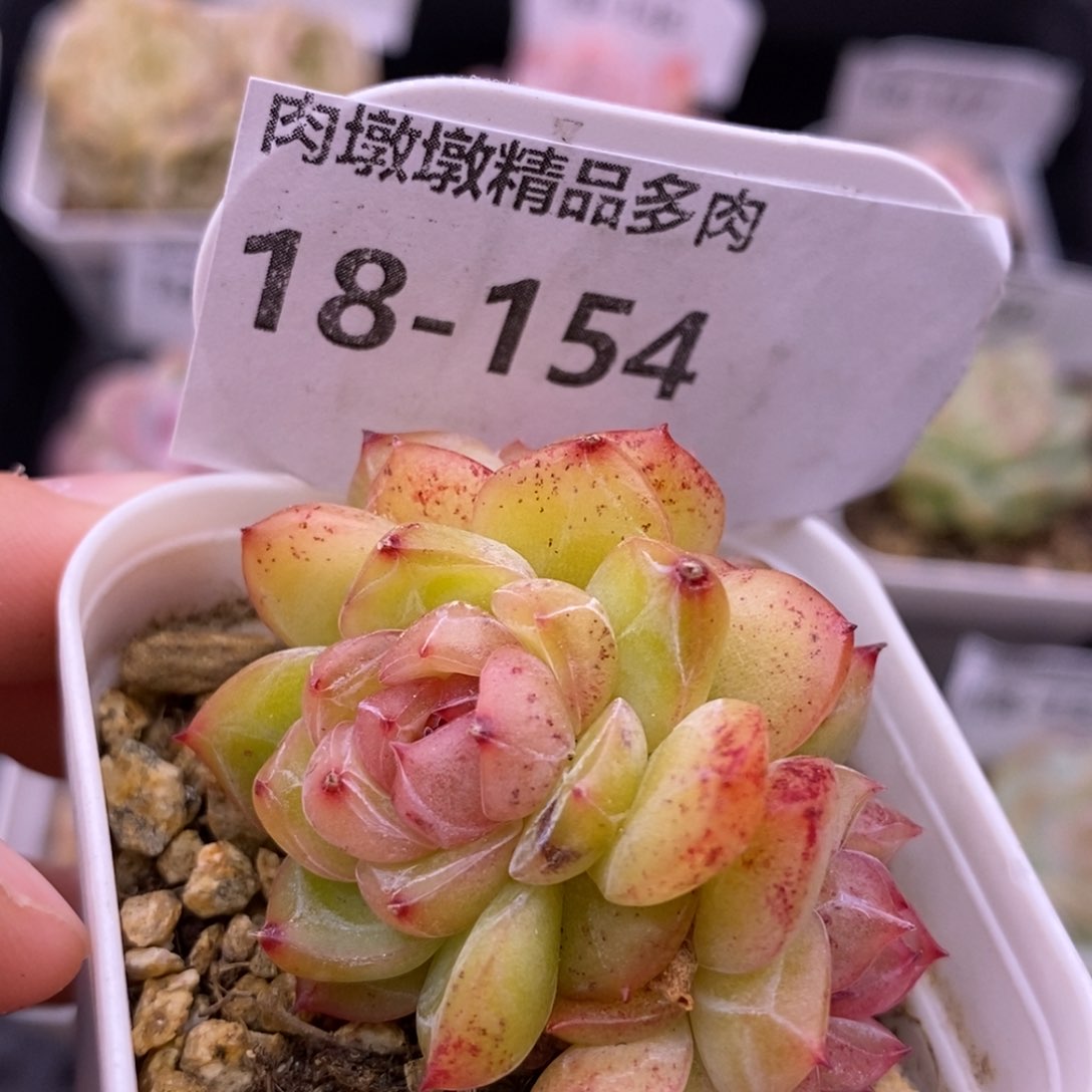 【闪购商品】18-154