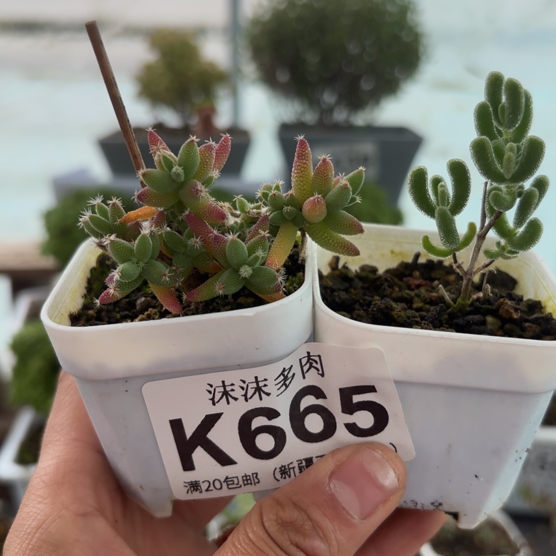 665小星星和玉米组合