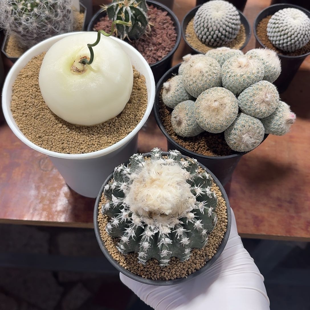 远***远三颗仙人球1234565