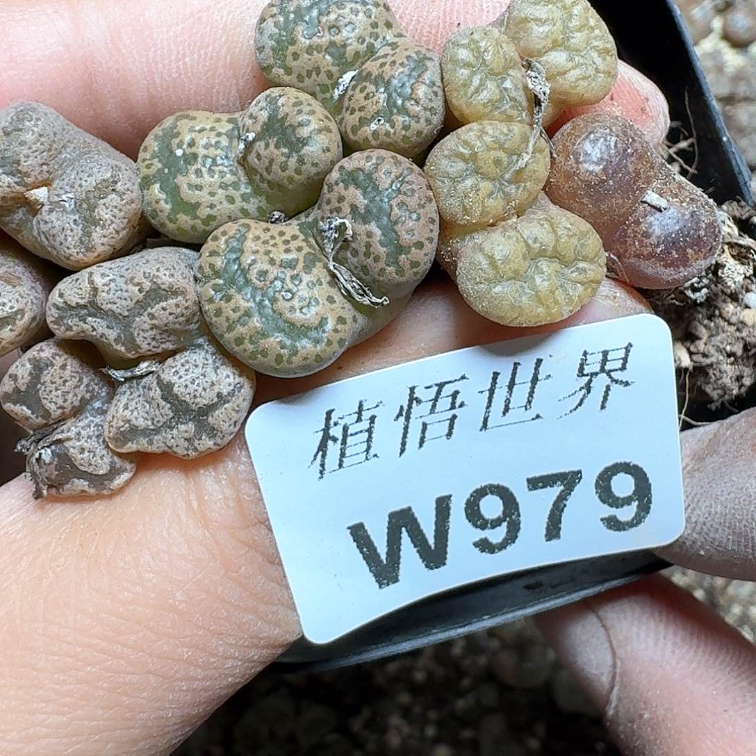 979家多肉植物哇f c