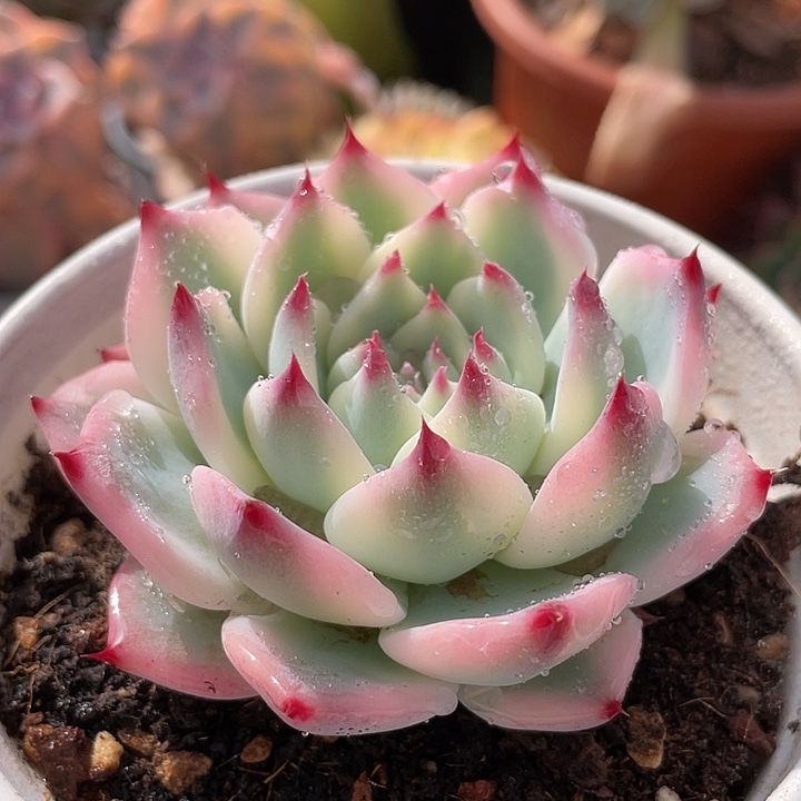 吉娃娃白覆伦锦。 锦龙多肉园艺