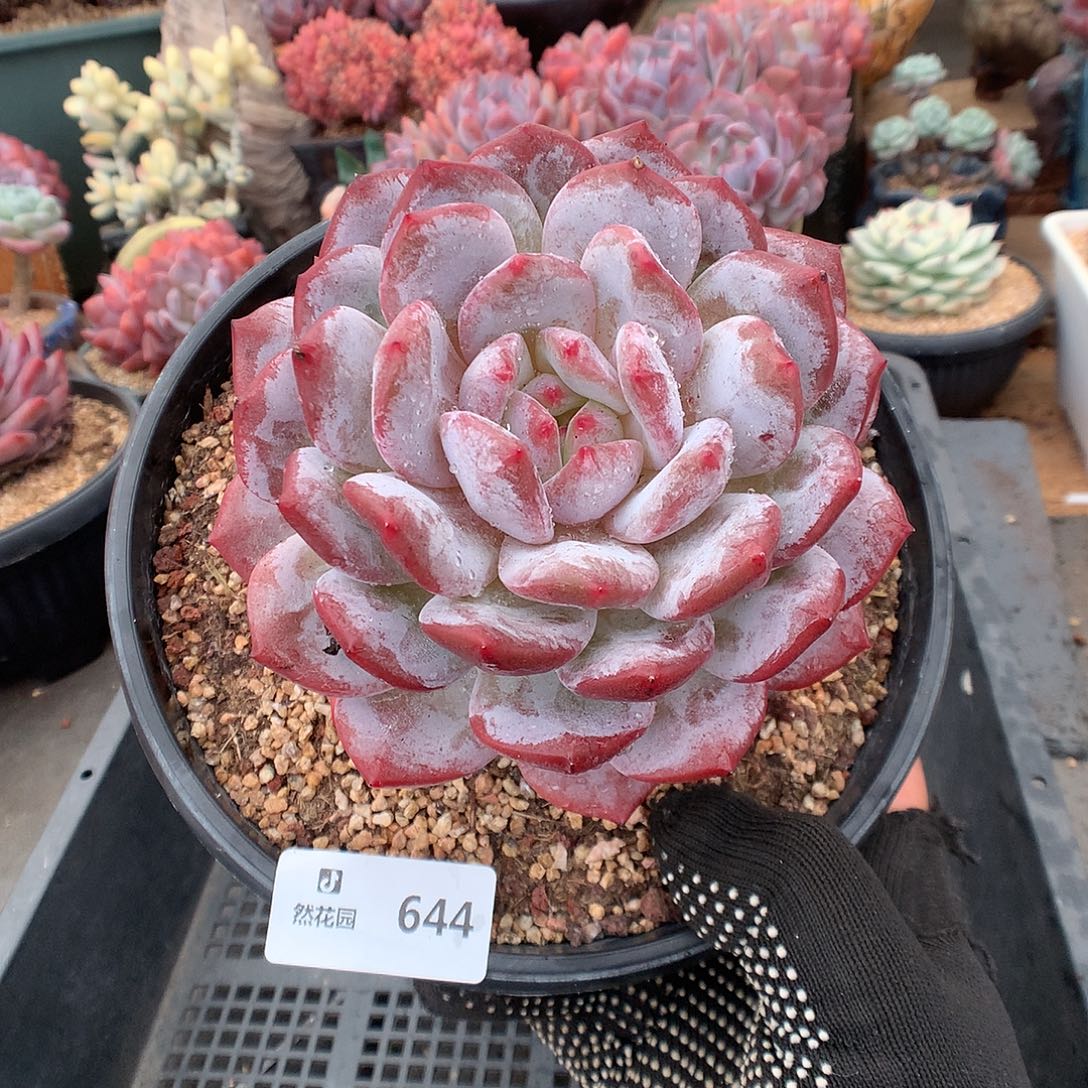 644蒙克多肉植物66666