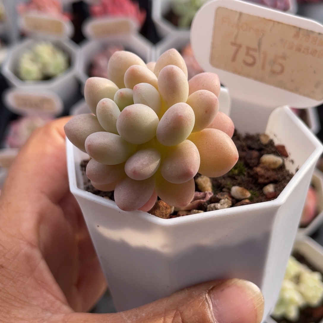 洛可可7515-4.5厘米