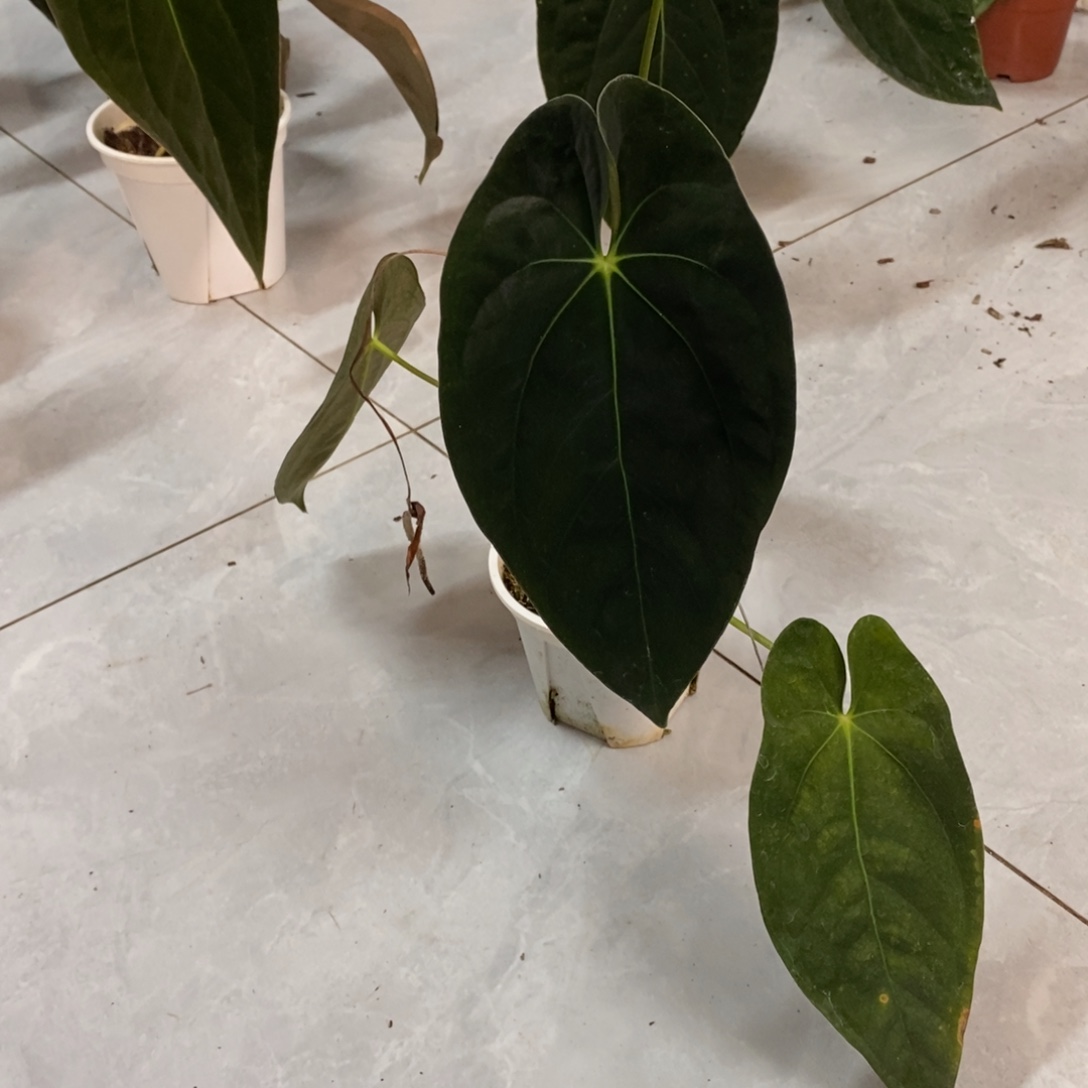 完全开放3 加通湖papi