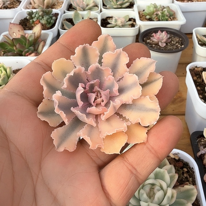 晚霞之舞锦多肉锦多肉