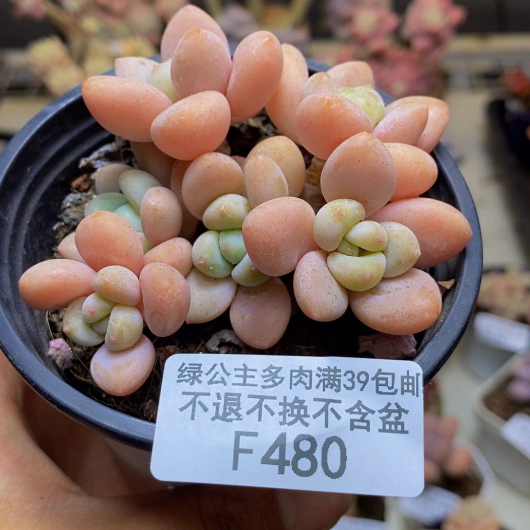 480橘子香水多肉7cm