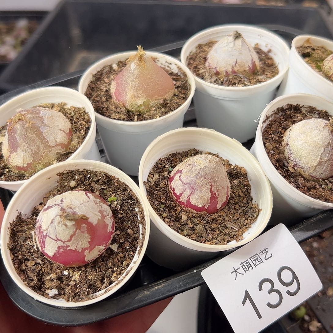 御***行一物一拍7颗灯泡带盆土发。   139