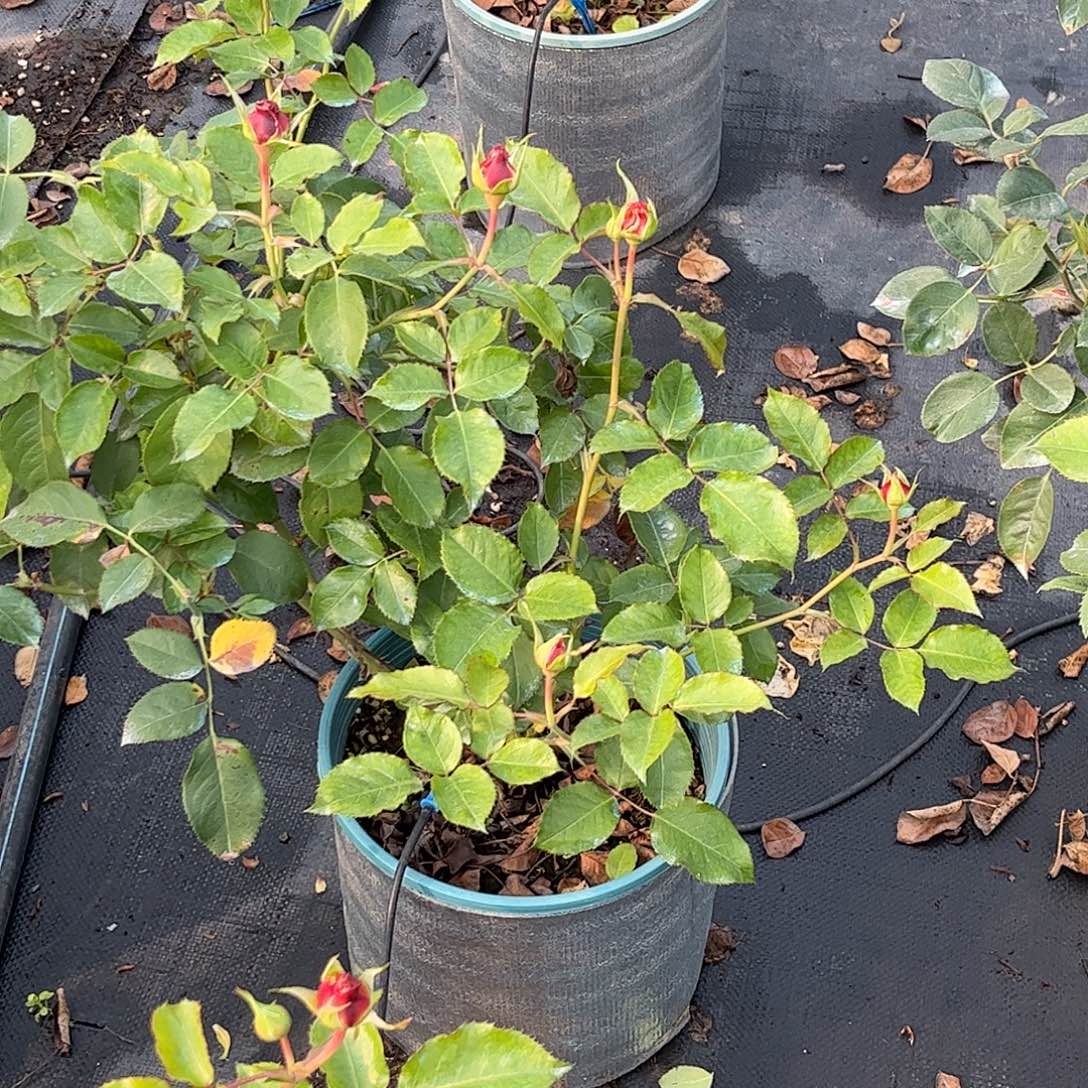 无花朵仙女贝拉琳达2，1.8加仑土球发货