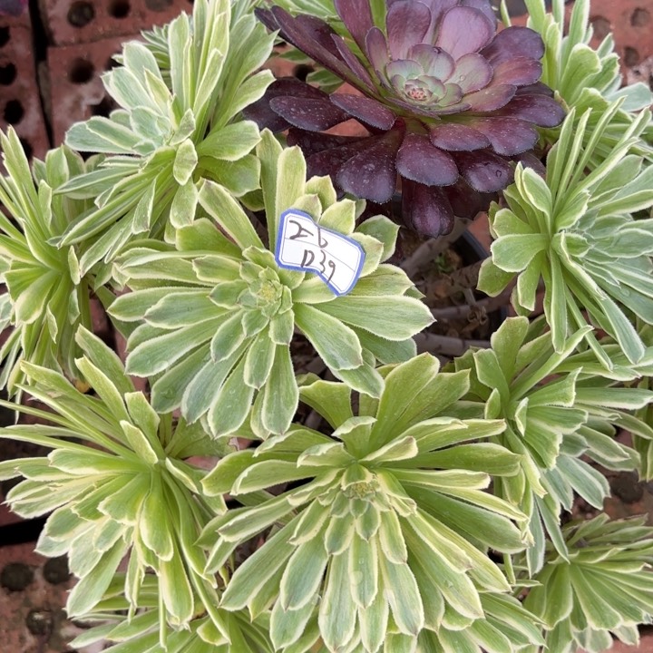 碧浪多肉断枝不包39