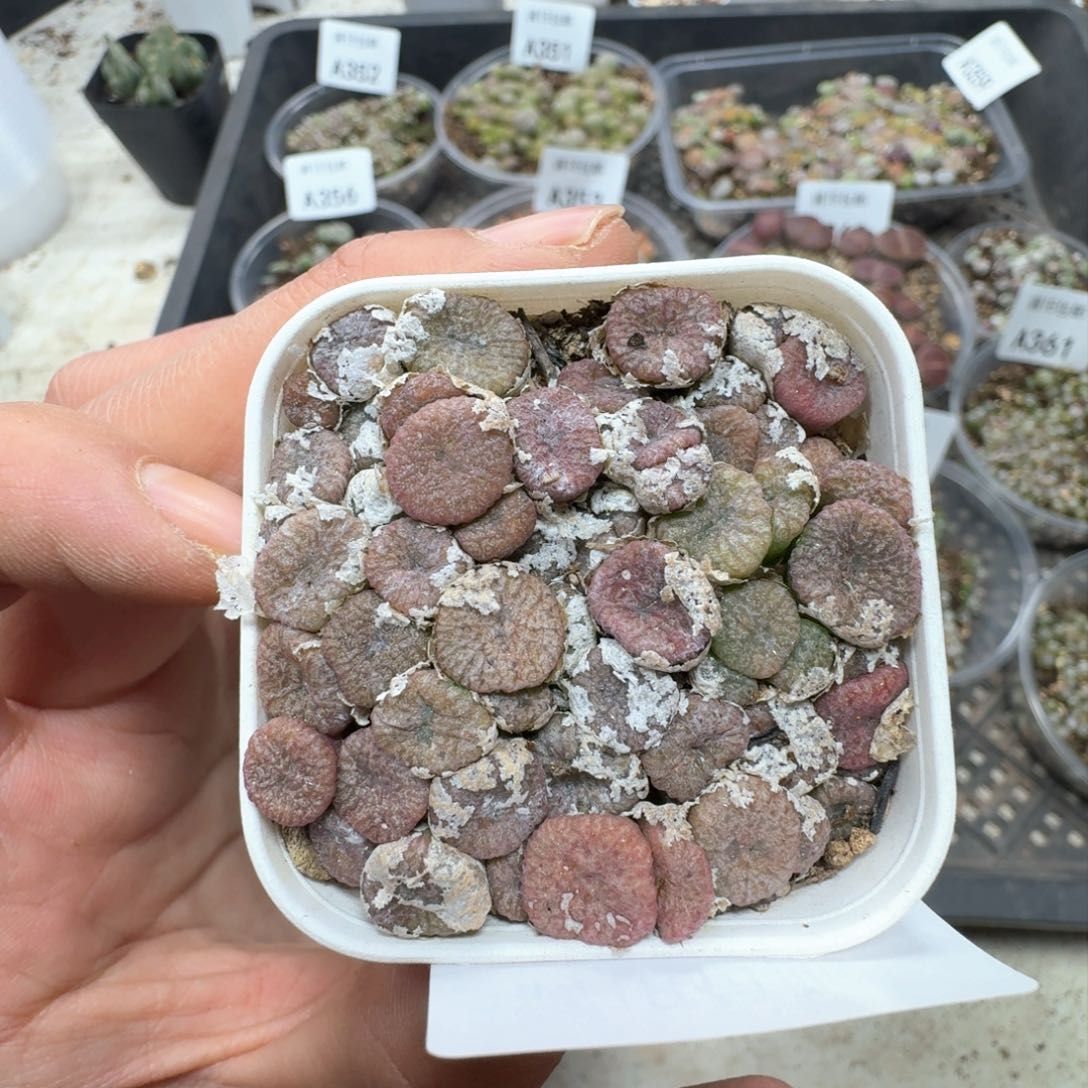 A364 肉锥一盒带盆