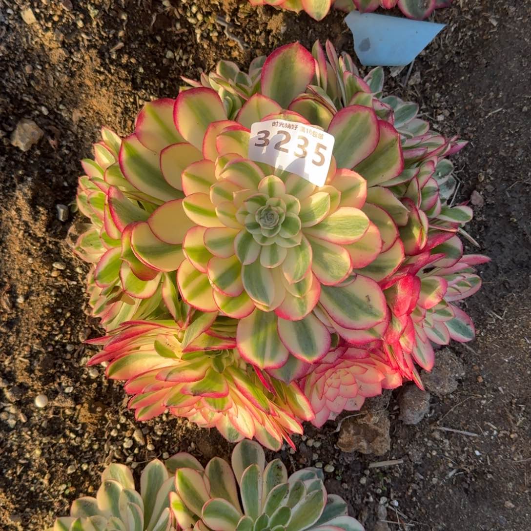 ?**儿3235荔枝多肉植物