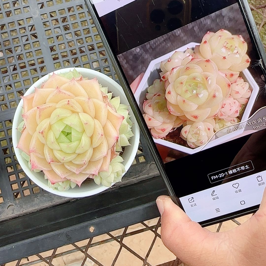 S***N1225-54（fm-20-1）