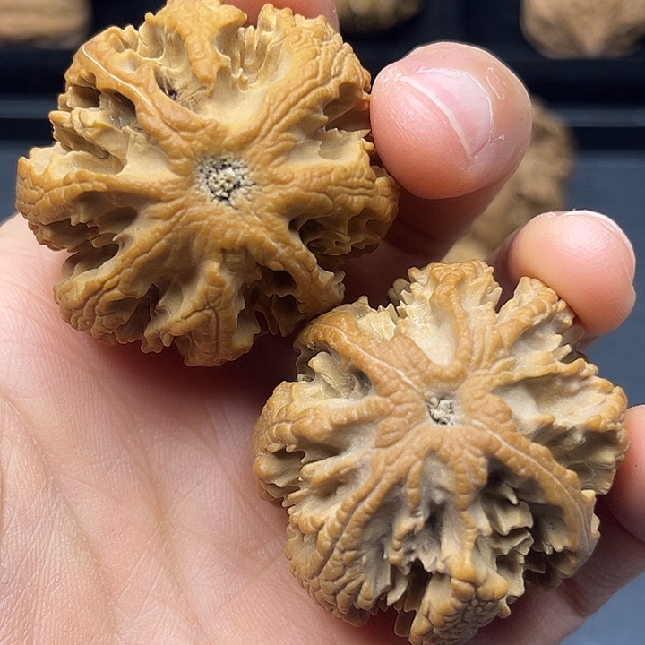 木质秦岭突突突突突突