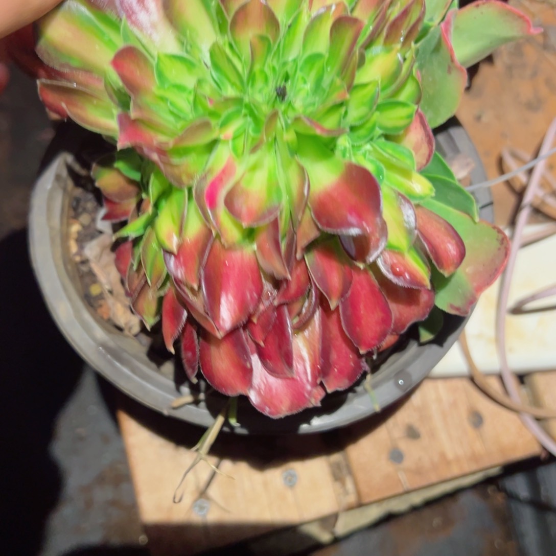 800 号多肉植物法师