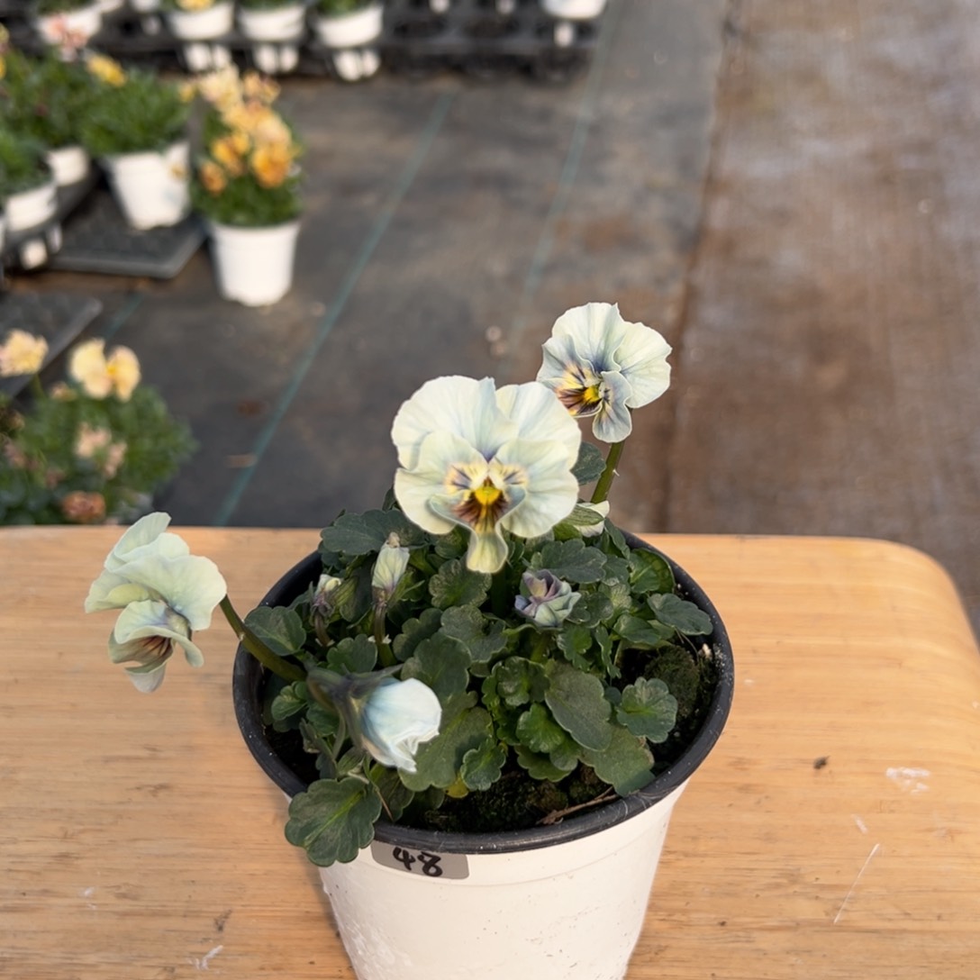 红陶抖音直播间闪拍48