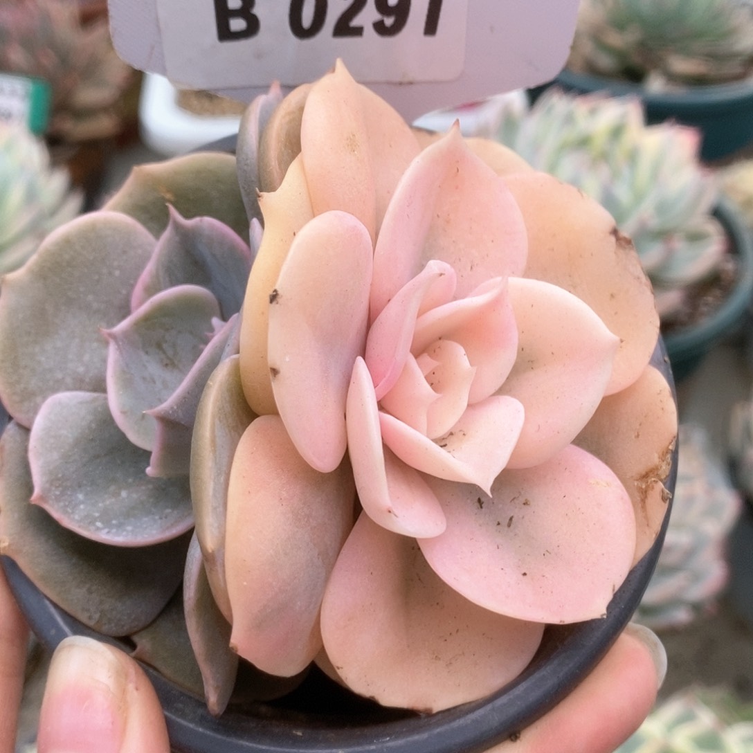 291双子座锦锦锦锦锦