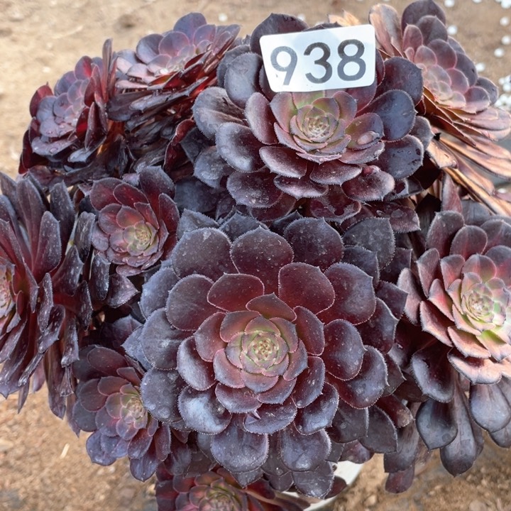 938多肉植物黑铜中斑