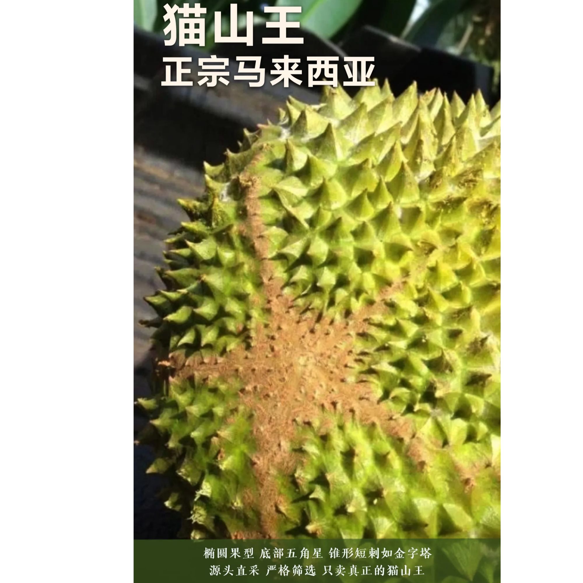 猫山王马来西亚D197鲜榴莲1斤-6斤（核大）果肉猫山王马来西亚