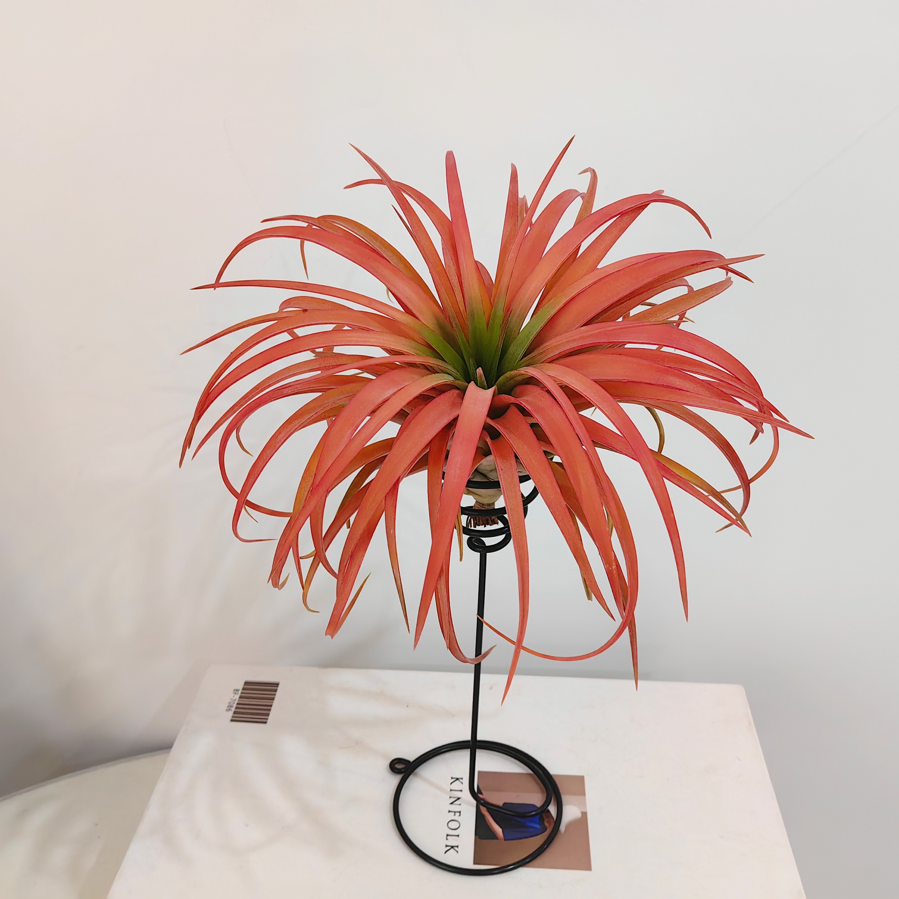 空气凤梨 发色大号维多利亚+高脚螺旋支架  净化空气室内家居绿植