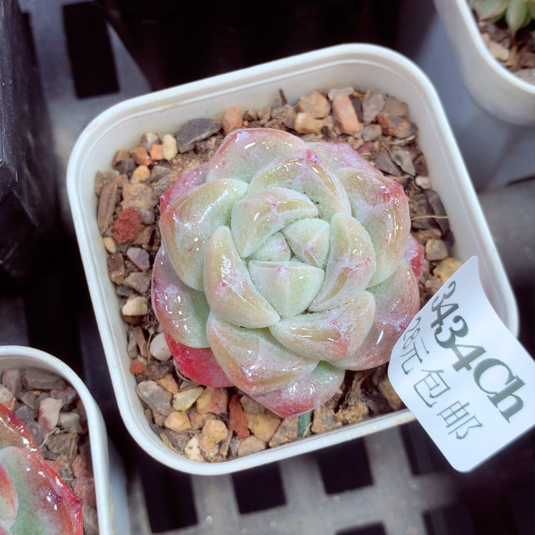 5厘米盆精控多肉3434