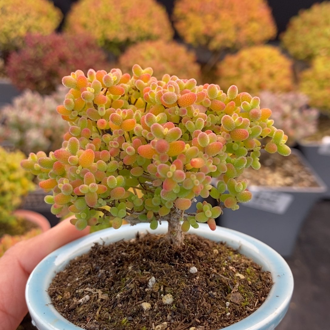 276蜜橘糖球 。       