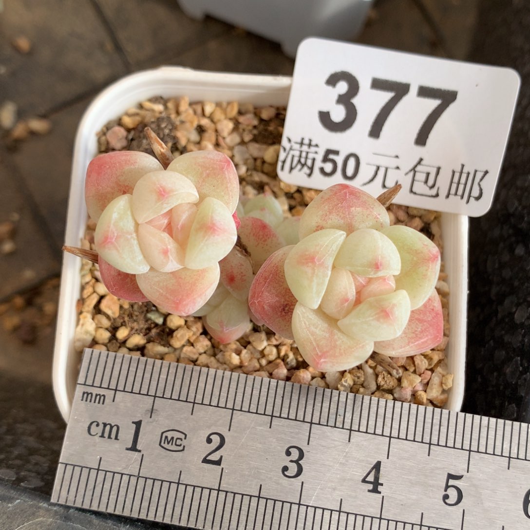 377四头小树白体冰玉冠服4.5