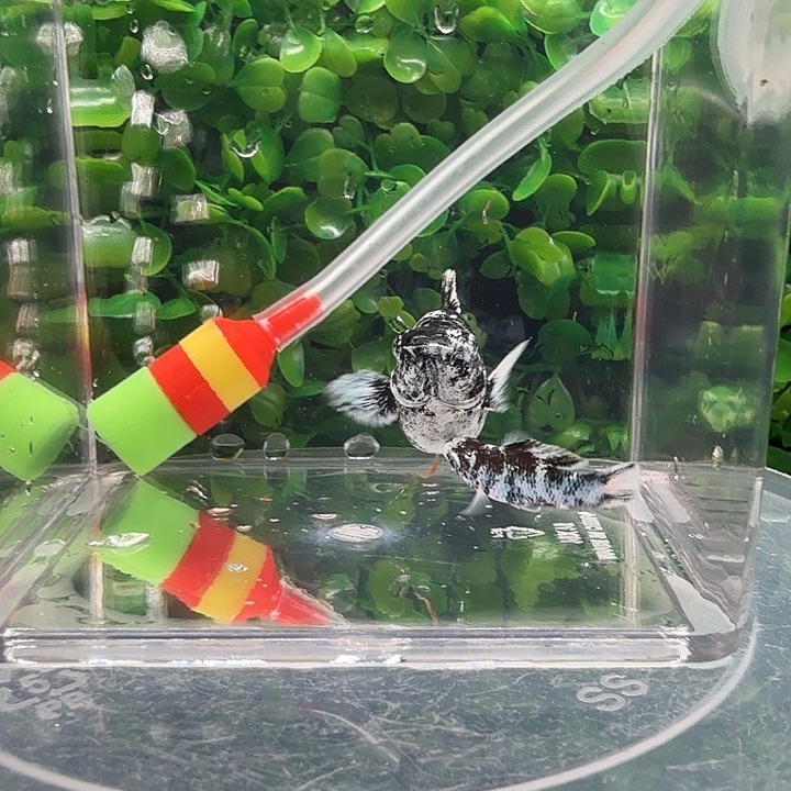 孔雀鱼水墨画元宝尾1对